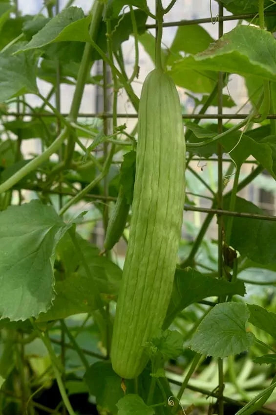 Picture of Seed Freaks Armenian Cucumber