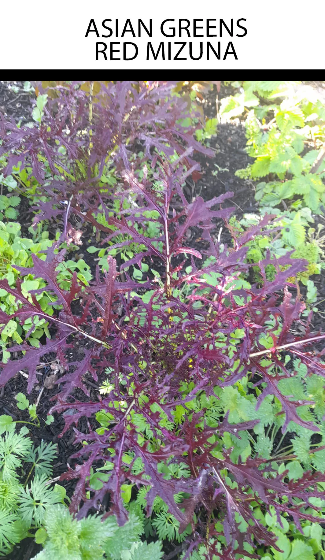 Seed Freaks - Asian Green - Red Mizuna