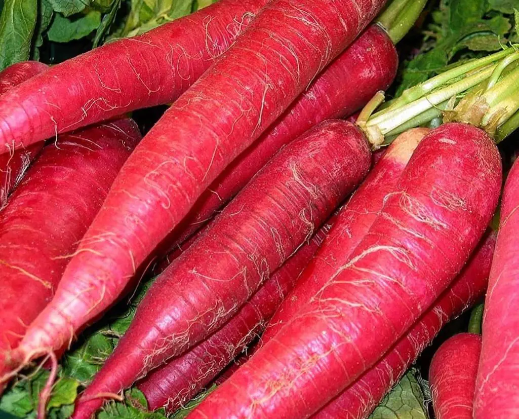 Seed Freaks - Carrots - Atomic Red