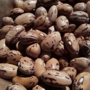 PacketPicture of Red Rooster Borlotti beans. A brown speckled bean grown from Seed Freaks seeds. Open pollinated heirloom seeds available in Australia. Tasmanian owned and grown.