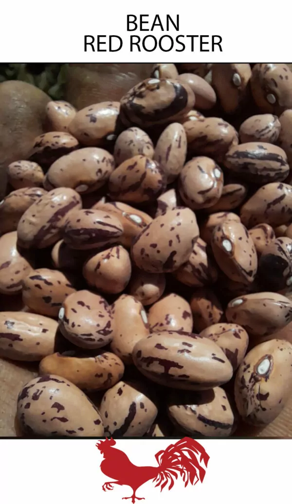 PacketPicture of Red Rooster Borlotti beans. A brown speckled bean grown from Seed Freaks seeds. Open pollinated heirloom seeds available in Australia. Tasmanian owned and grown.