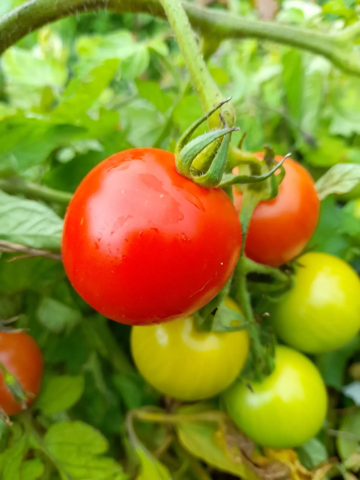 Tomato - Chico Grande