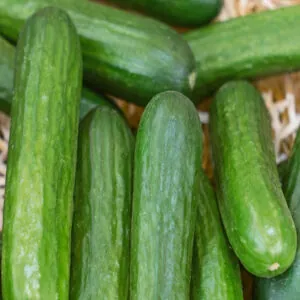 Picture of Seed Freaks Muncher cucumbers.