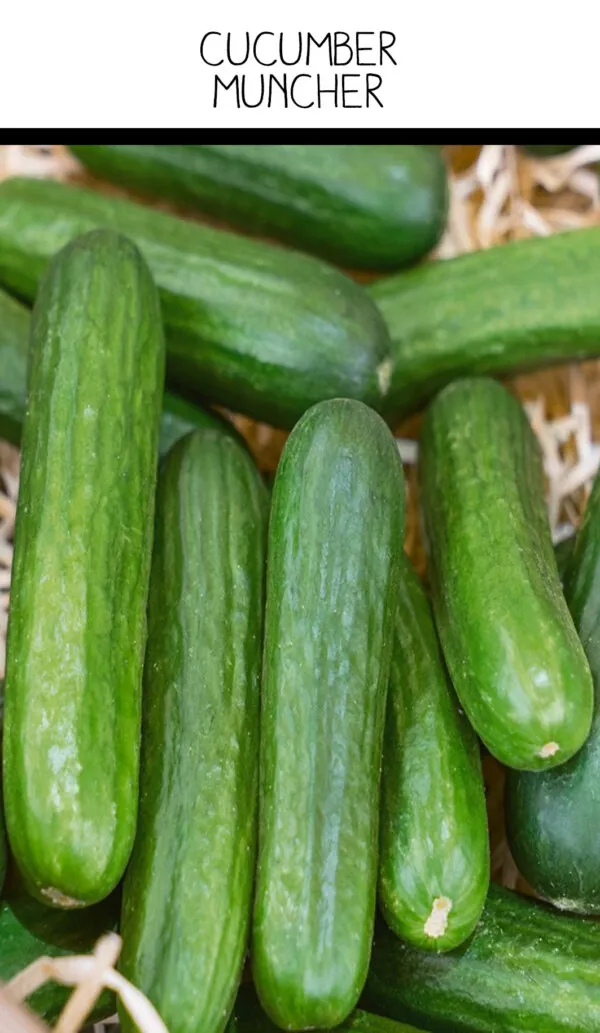 Picture of Seed Freaks Muncher cucumbers.