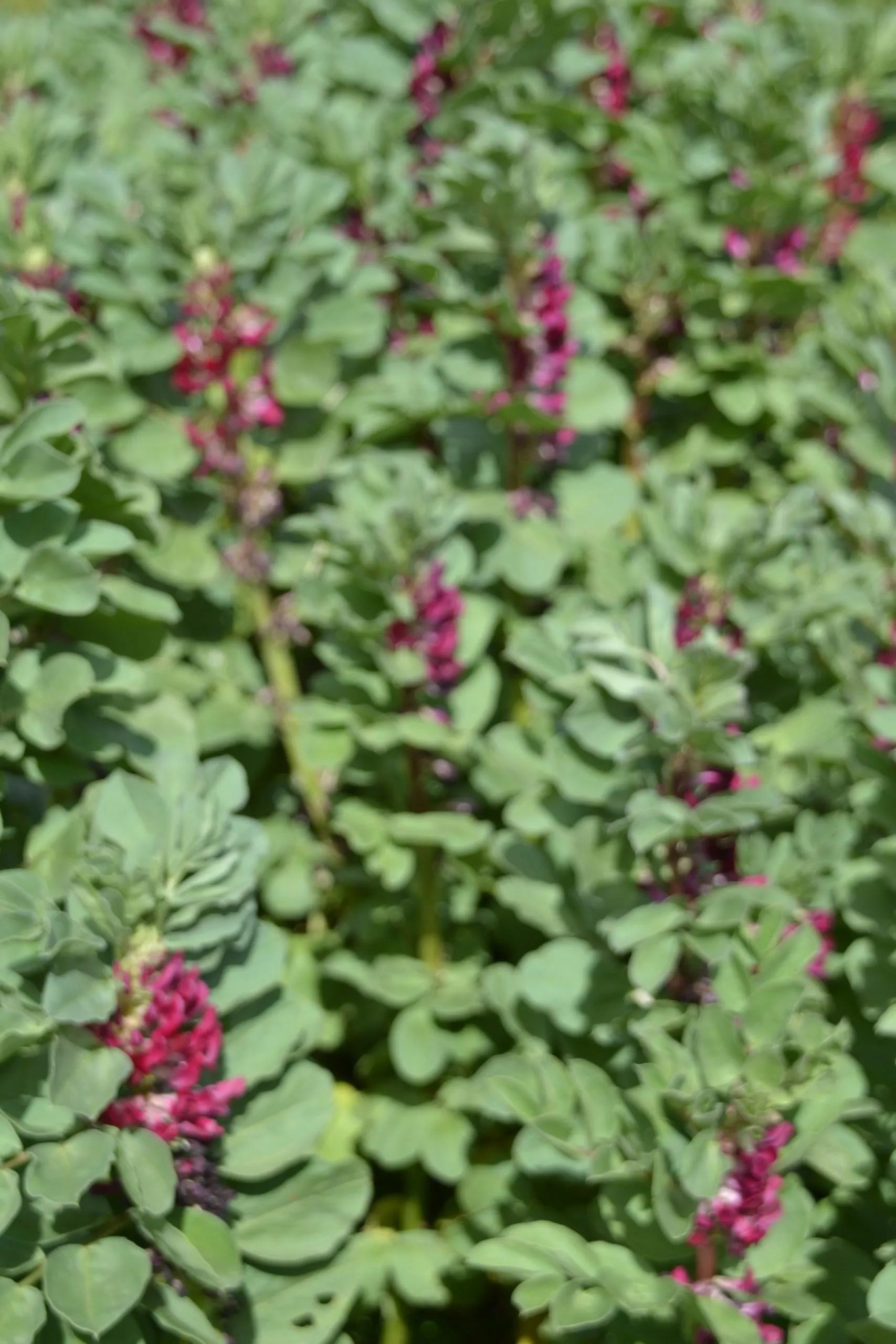 Broad bean - Crimson Flowered - LIMIT - 4 PACKETS - Image 3