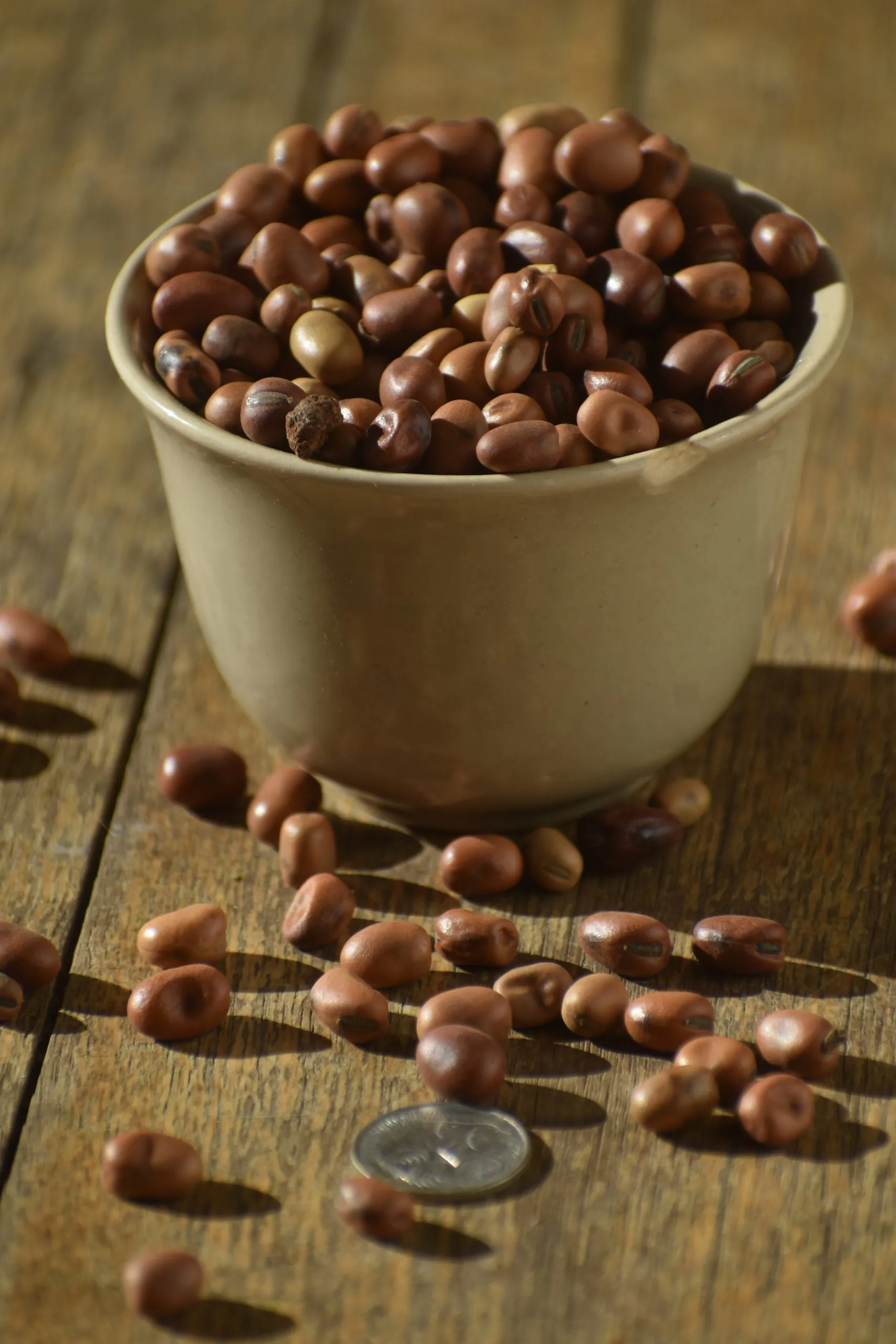 Broad bean - Egyptian