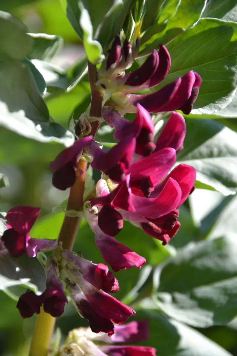 Broad bean - Crimson Flowered - LIMIT - 4 PACKETS