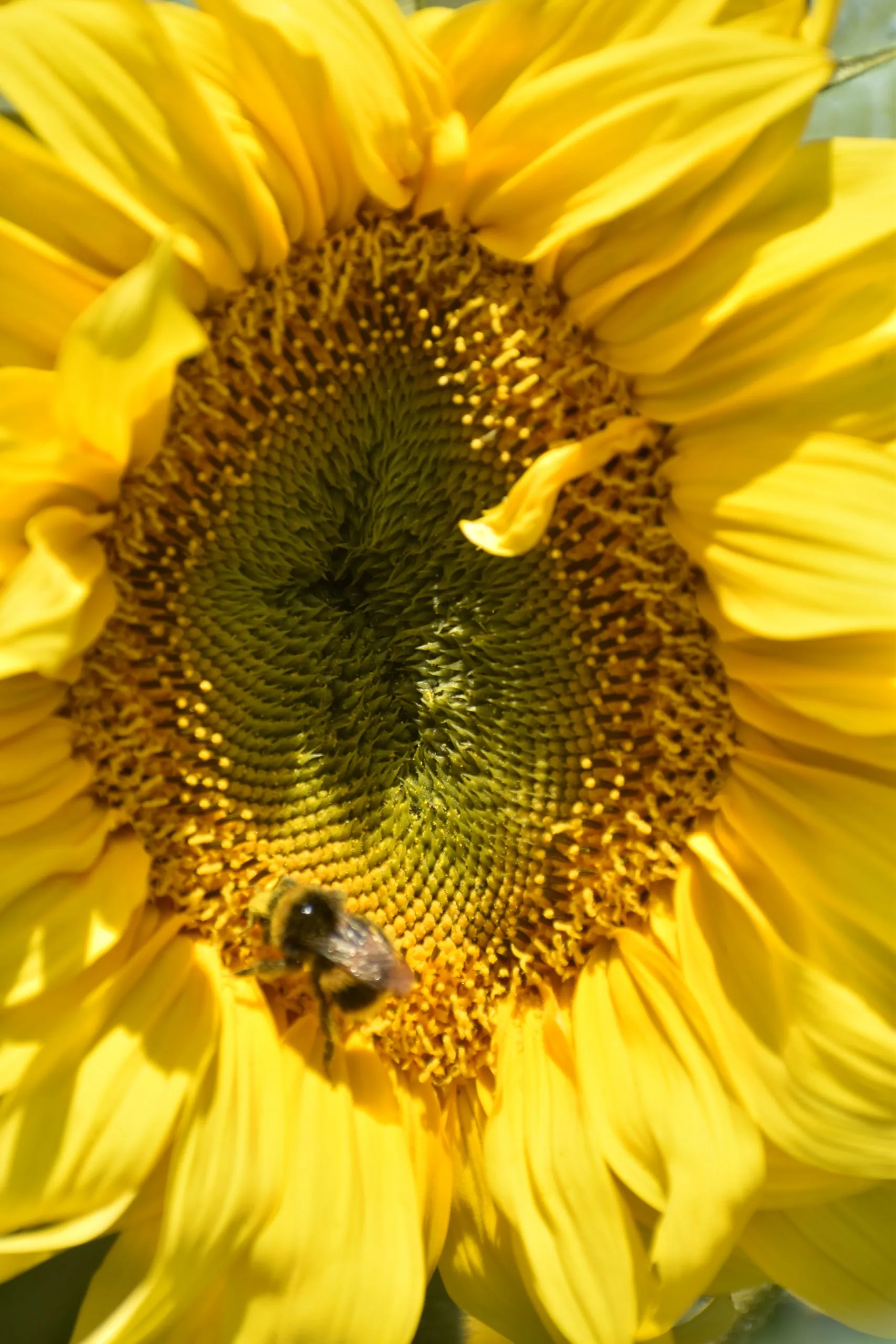 Seed Freaks - Sunflower - Oil Drop - Image 4