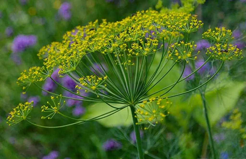 Seed Freaks - Herbs - Dill - Long Island Mammoth - Image 2