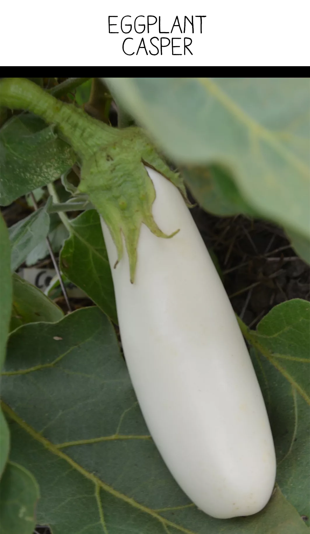 Seed Freaks - Eggplant - Casper or French White - Image 3