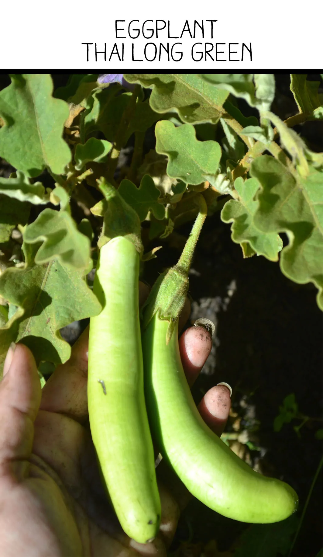 Picture of Thai Long Green Eggplants grown by Seed Freaks