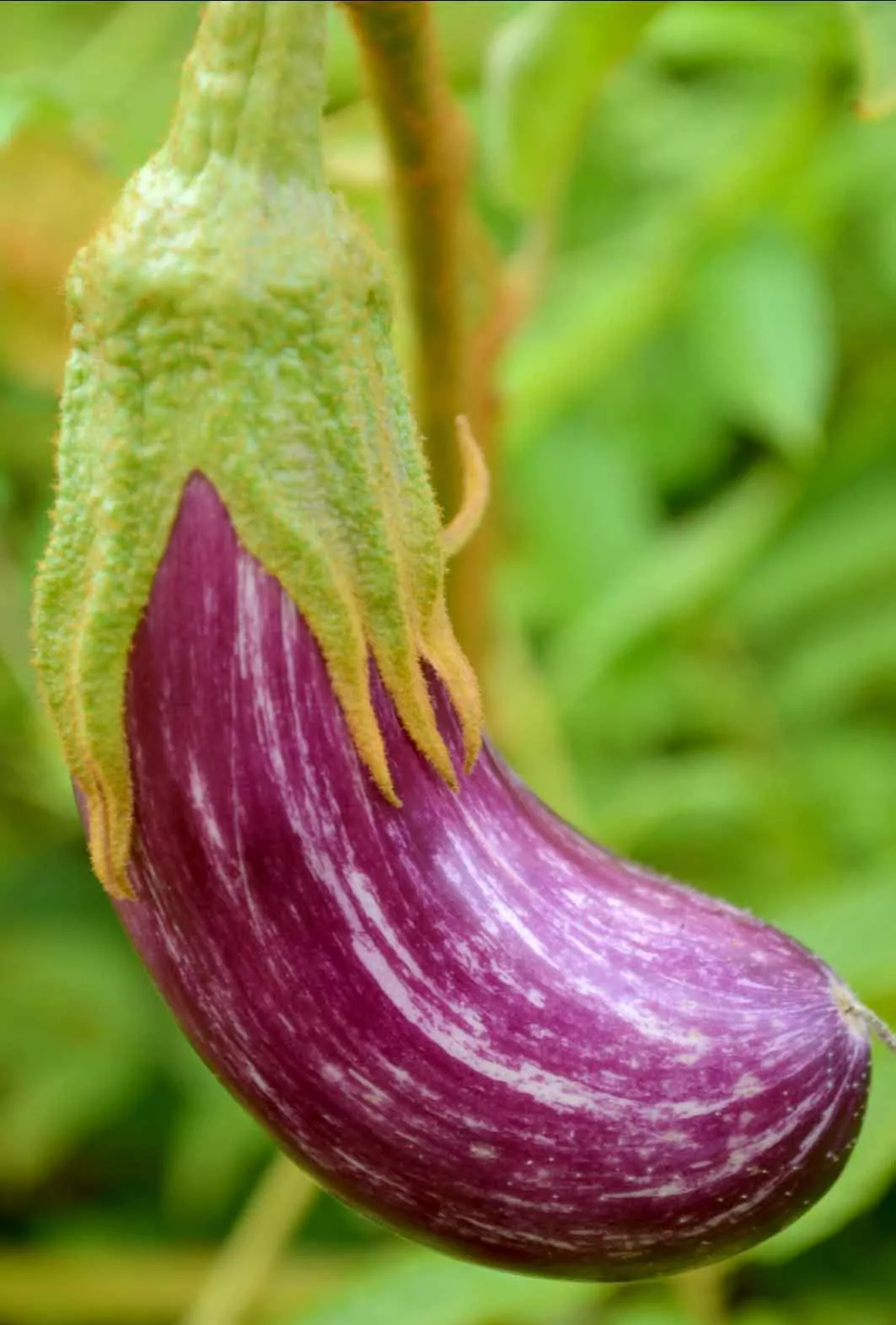 Seed Freaks - Eggplant - Russian Matrosik