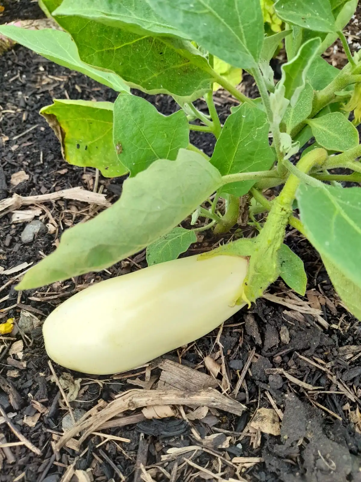 Seed Freaks - Eggplant - Casper or French White - Image 2
