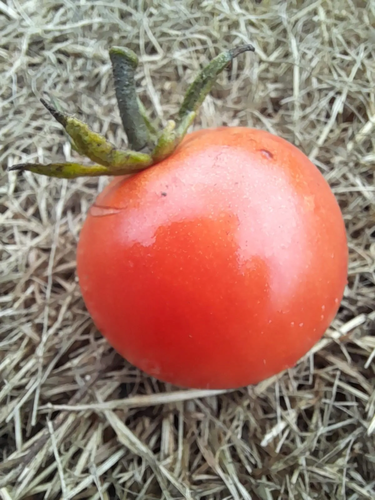 Tomato - Graf Zeppelin