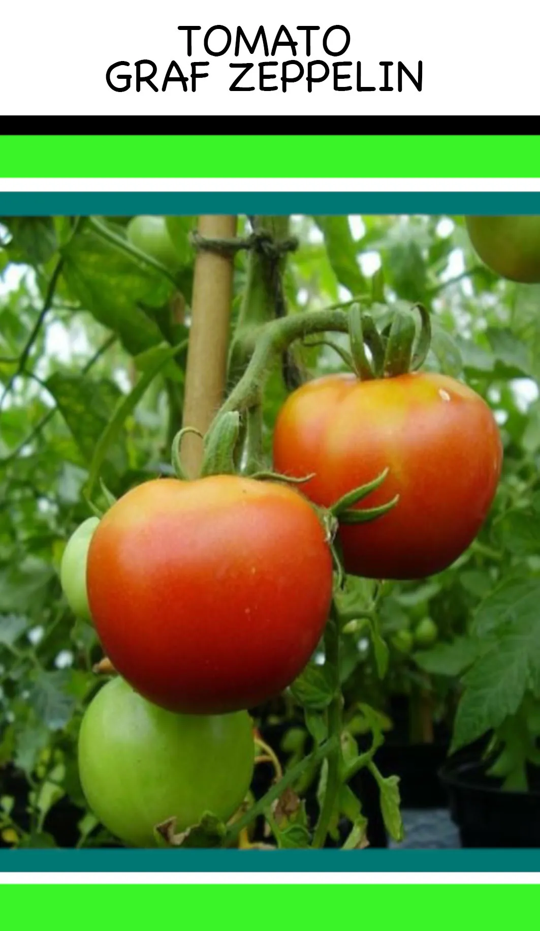 Tomato - Graf Zeppelin - Image 2