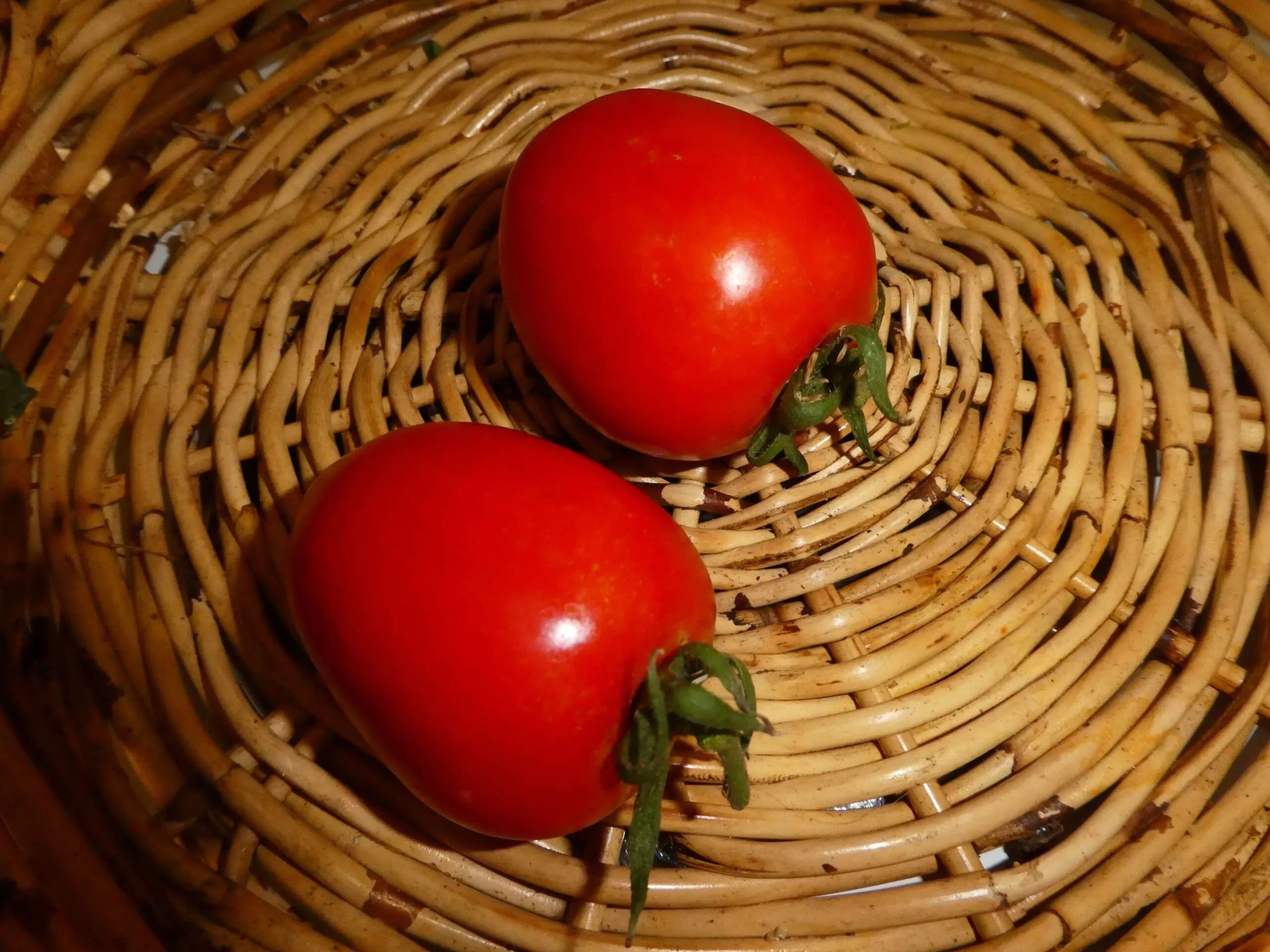 Tomato - Hunt 100 - Image 2