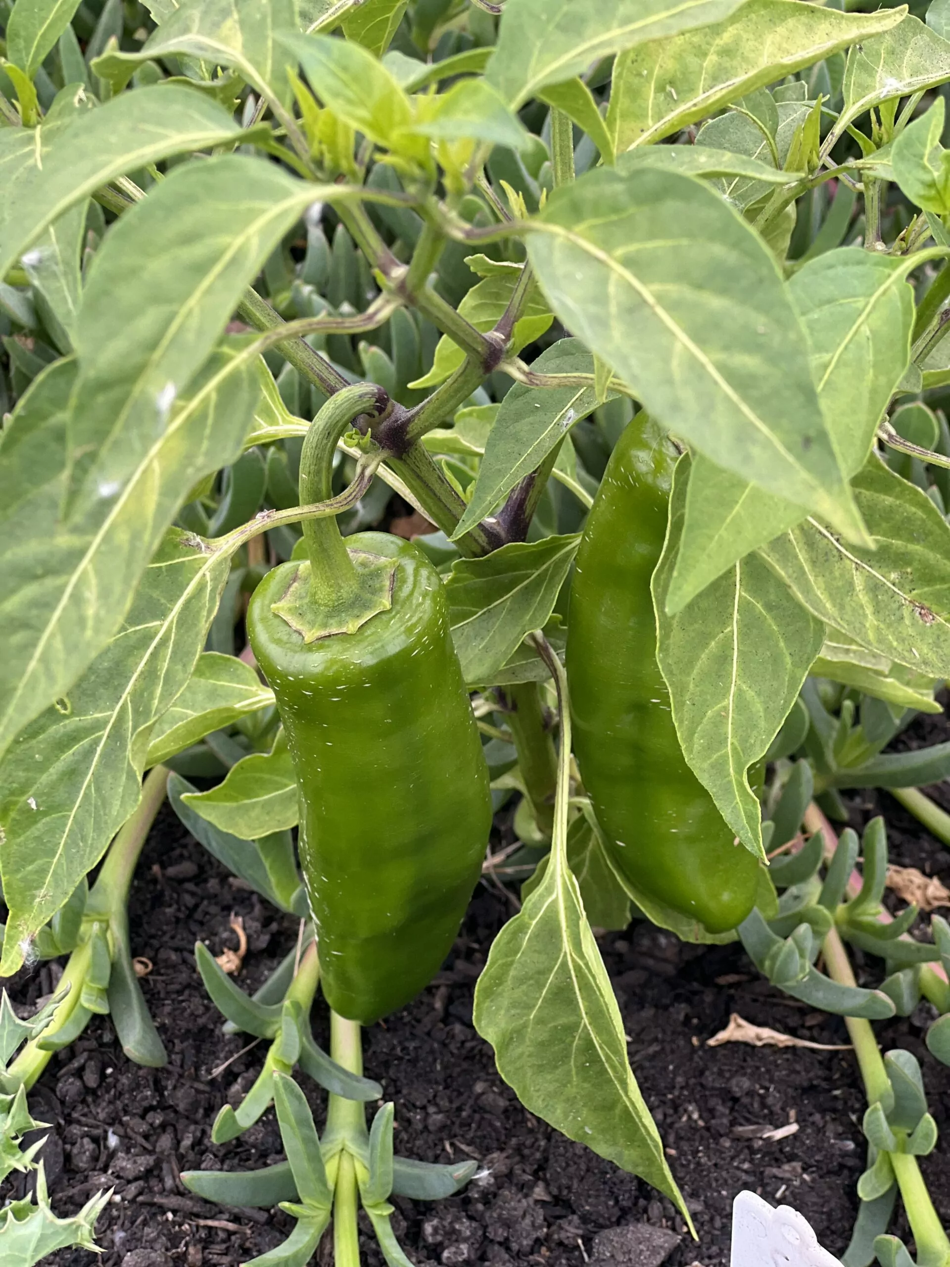 Seed Freaks - Chilli - Jalapeno