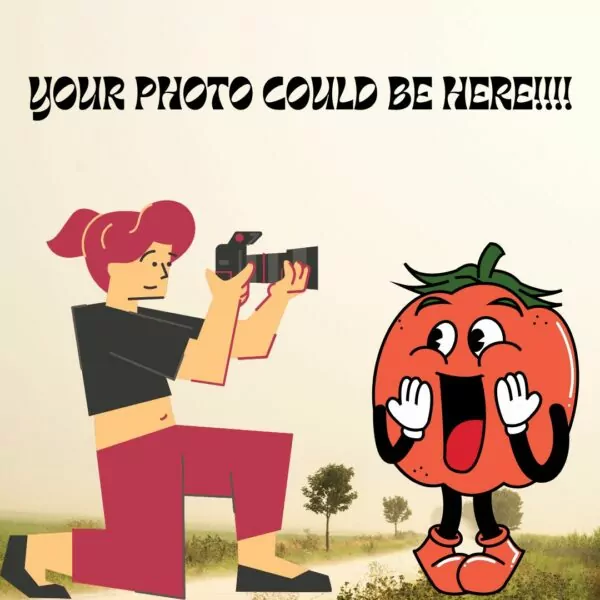 Picture of Seed Freaks Tomato Competition promo picture