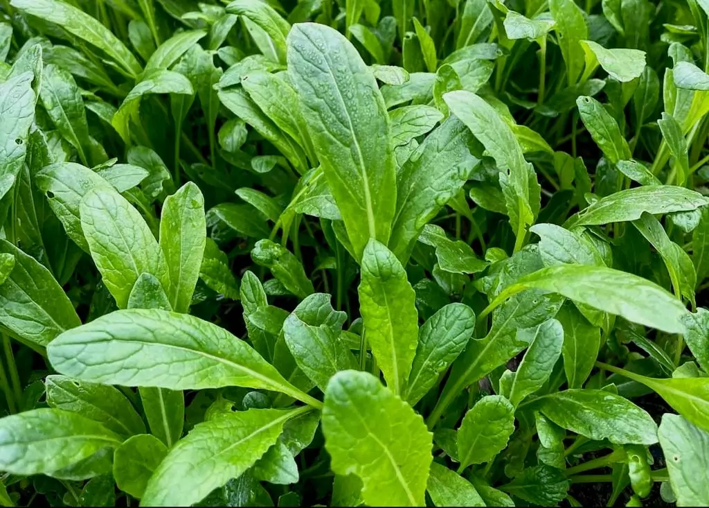 Seed Freaks - Asian Green - Japanese Mibuna