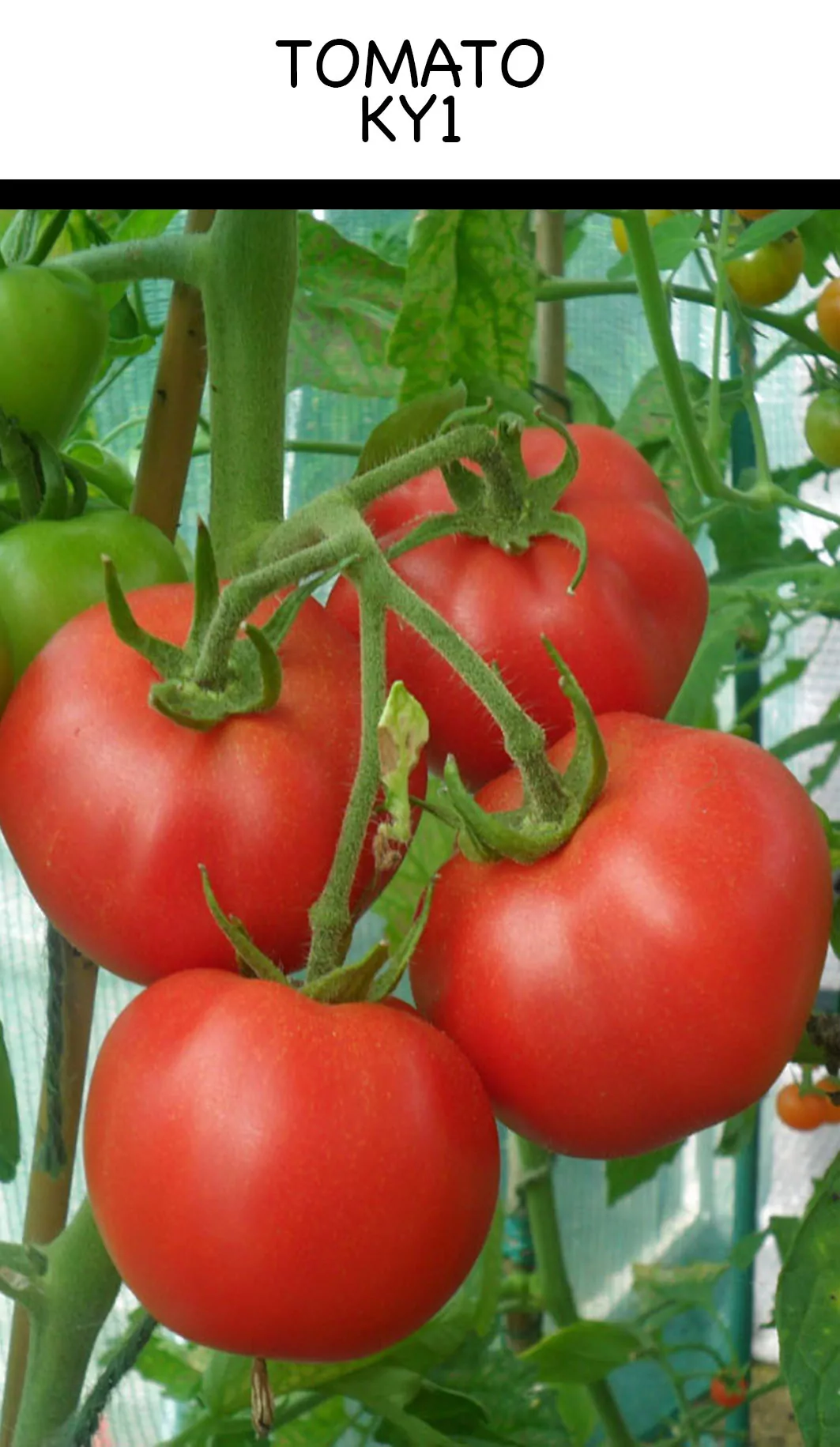 Tomato - KY1 - Image 2