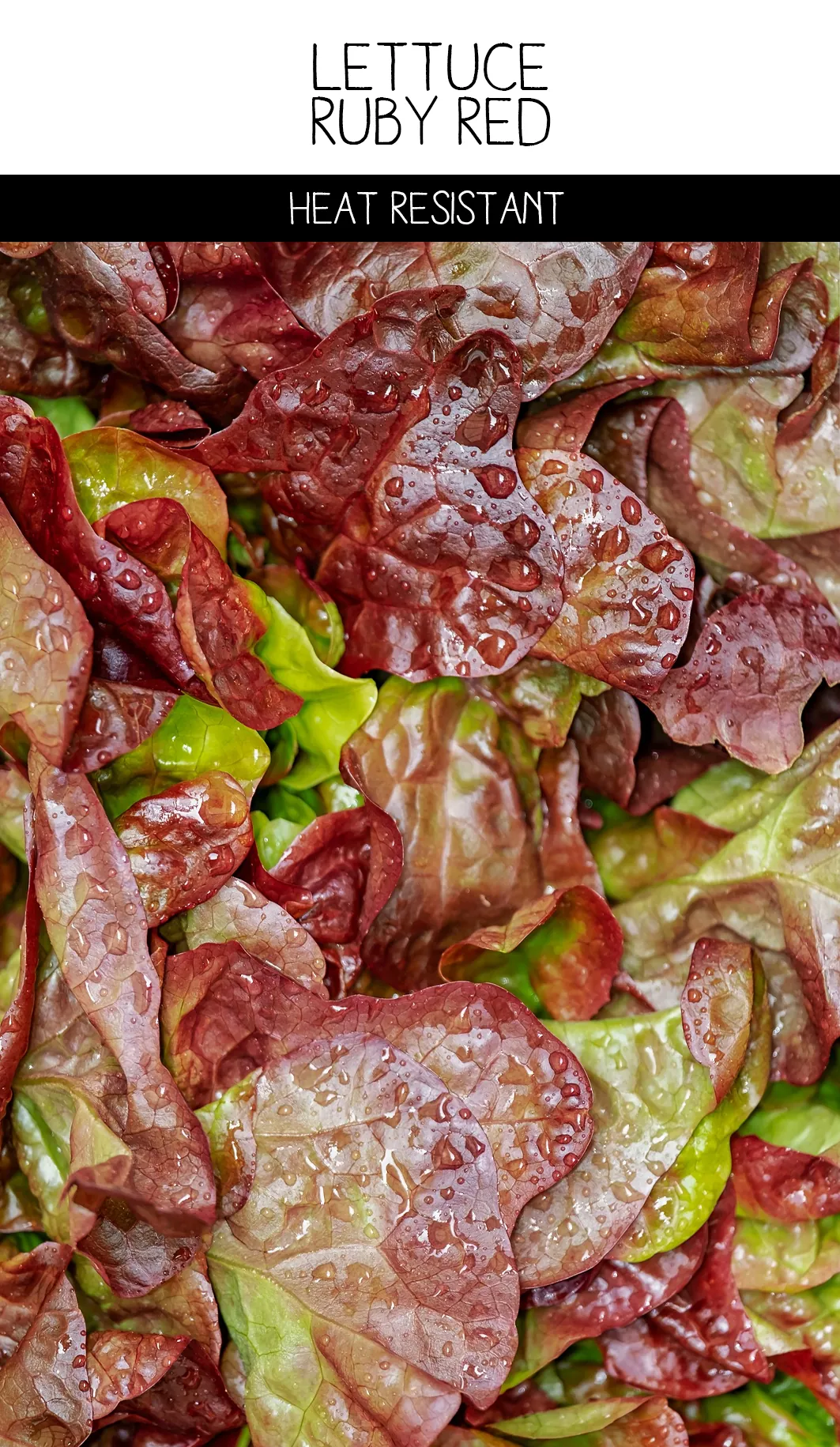 Seed Freaks - LETTUCE - Ruby Red