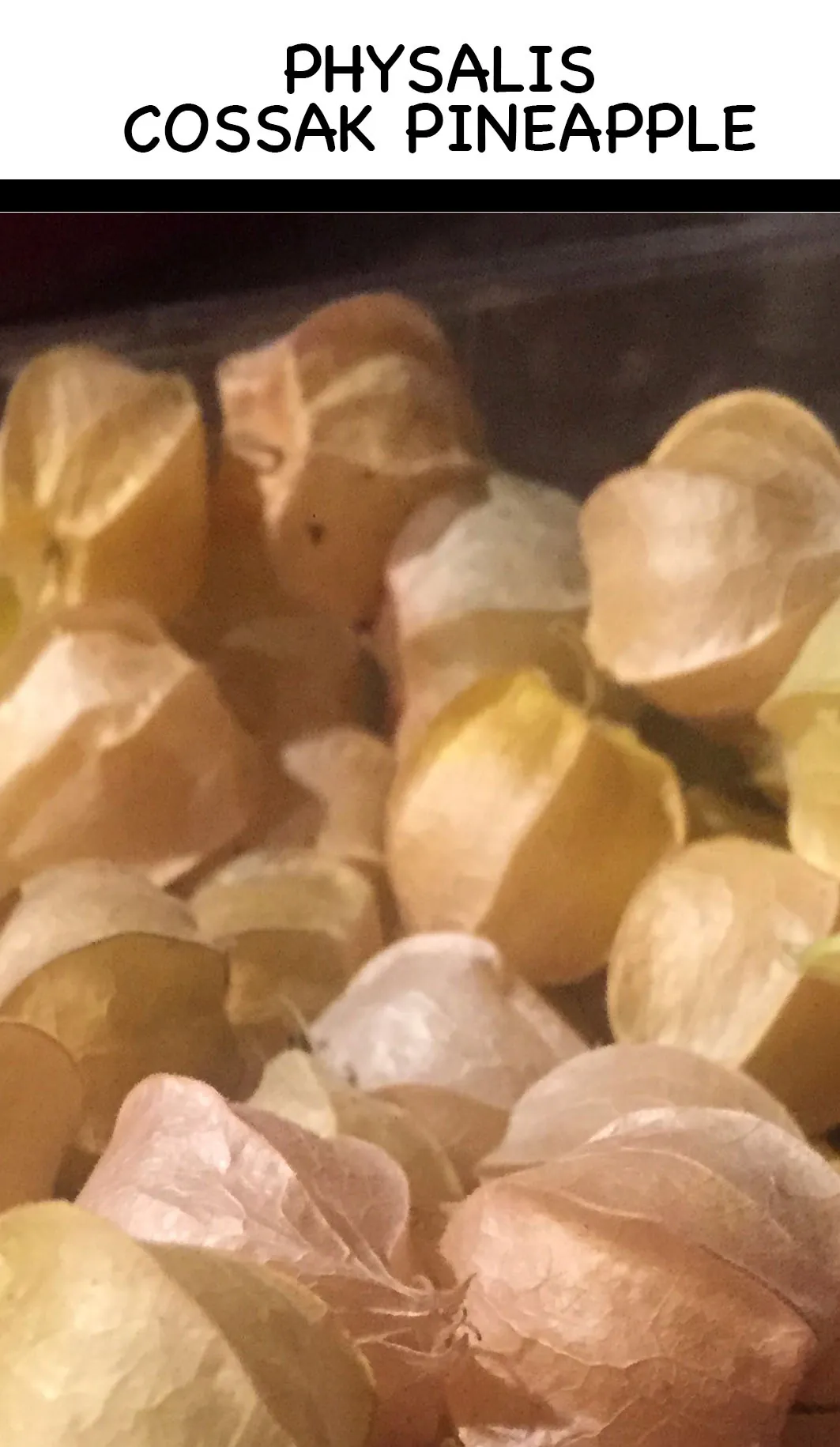 Picture of Cossak Pineapple Physalis