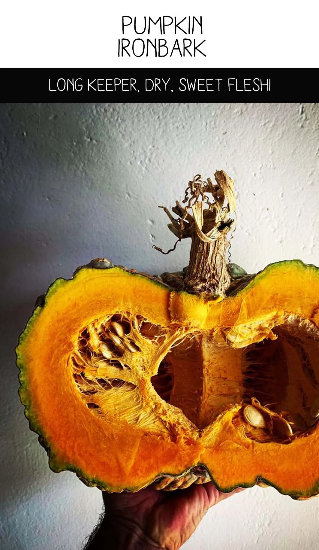 Seed Freaks - Pumpkin - Ironbark