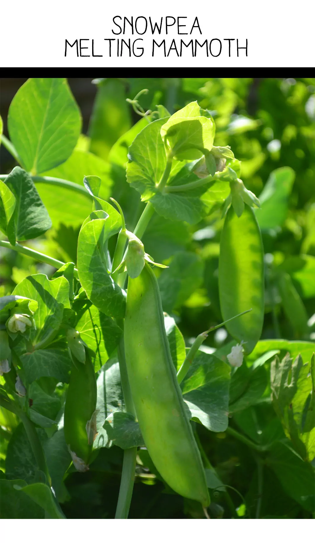 Seed Freaks - Snow Peas - Melting Mammoth - 20 seeds approx