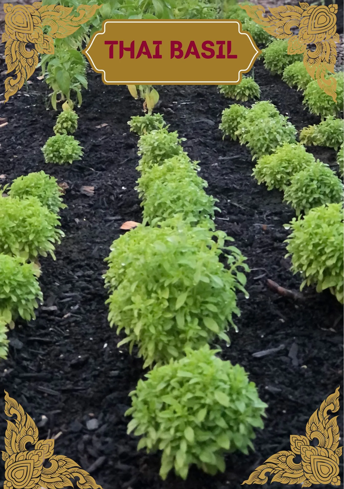 Seed Freaks - Herbs - Basil - Thai