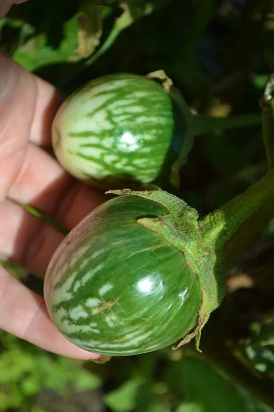 Seed Freaks - Eggplant - Thai Round Green