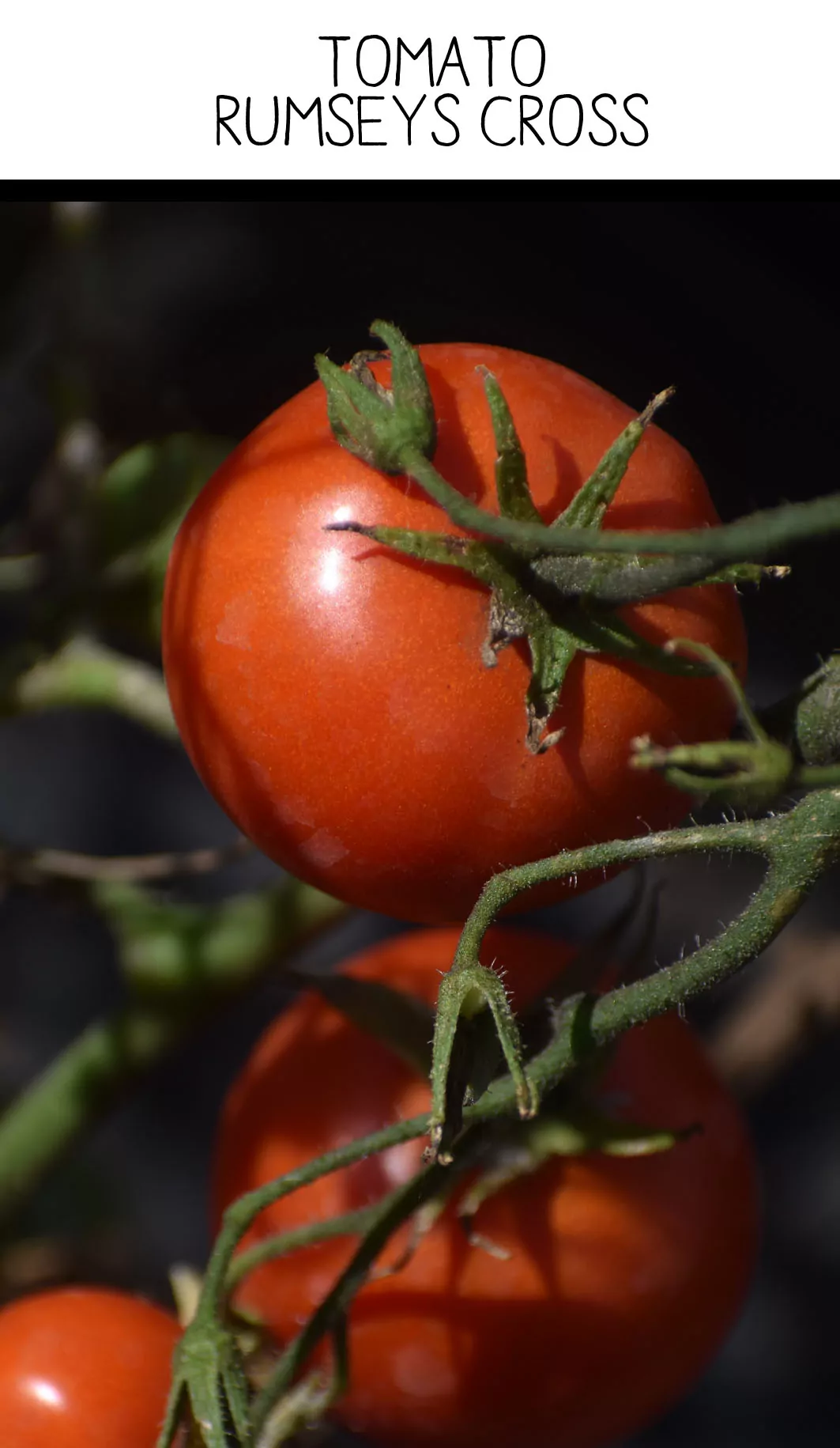 Tomato - Rumseys Cross - Image 2