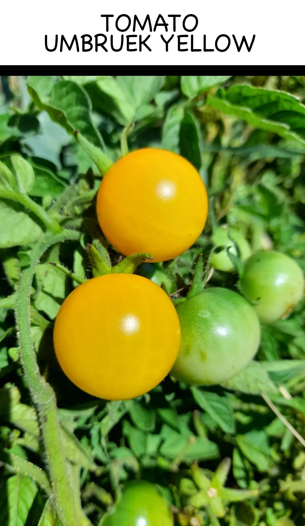 Tomato - Yellow Umbruek - Image 2