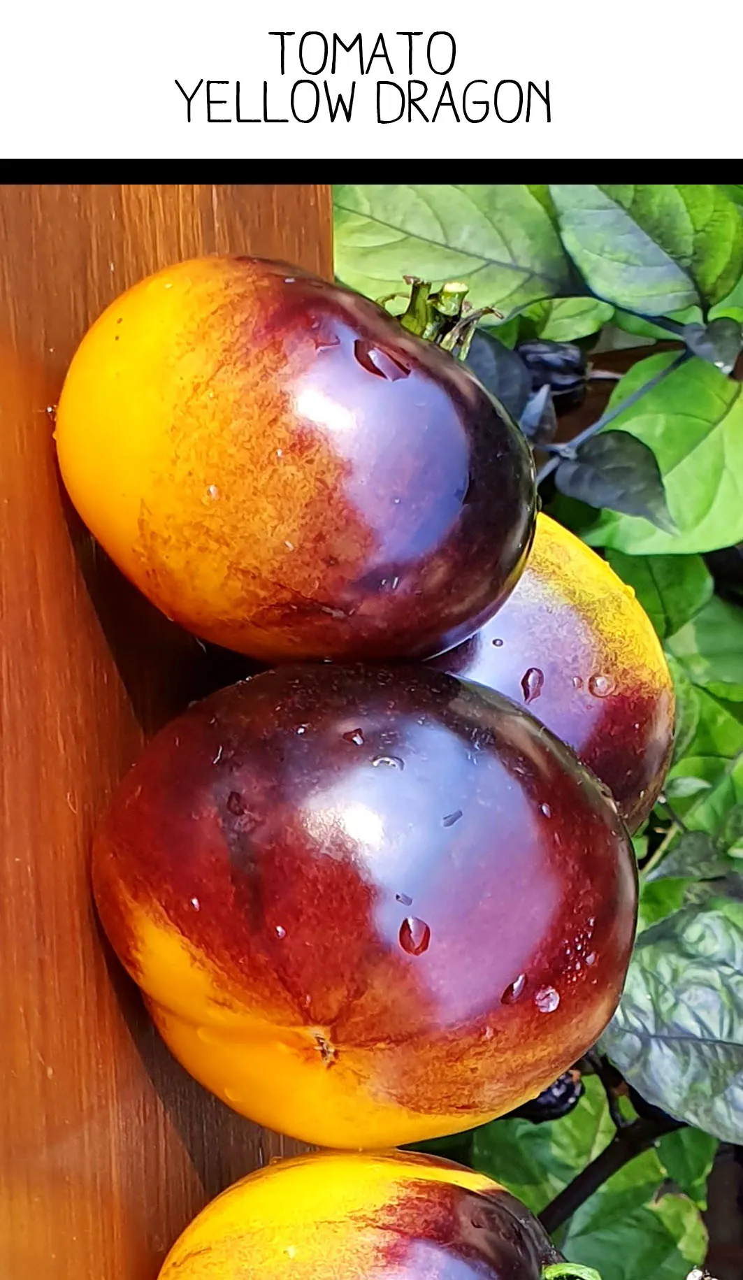 Tomato - Yellow Dragon