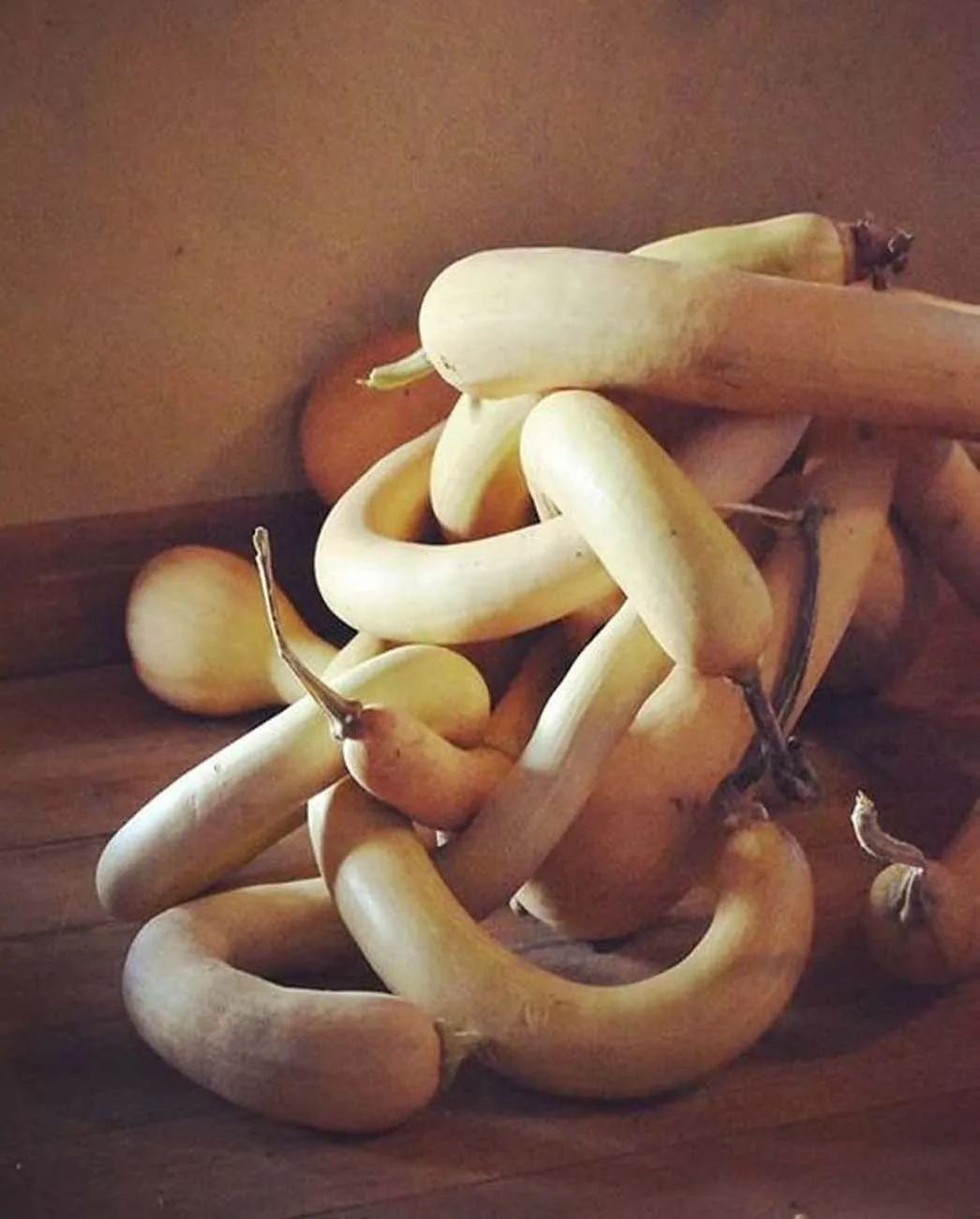 Seed Freaks -  Squash: Zucchini/Pumpkin - Tromboncino - Image 3