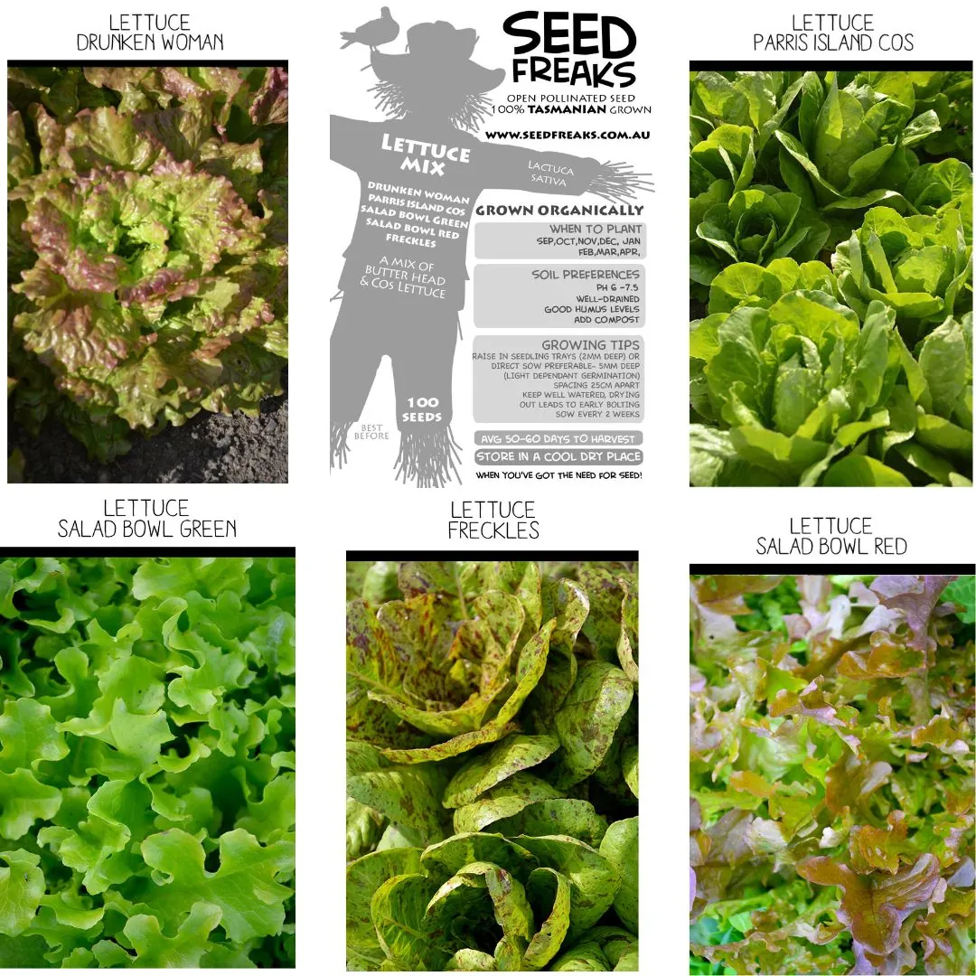 Seed Freaks - LETTUCE MIX - Image 2