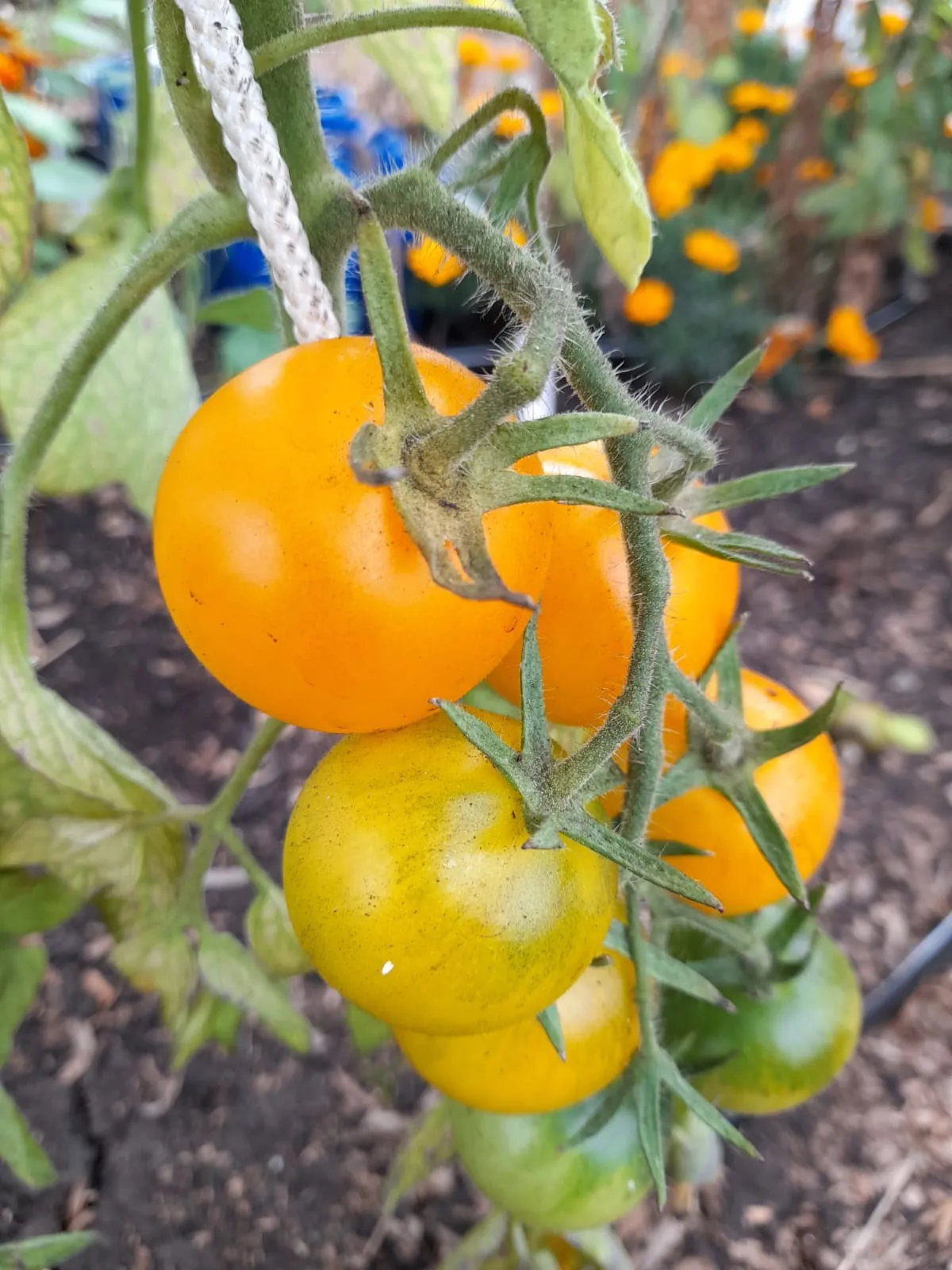 Tomato - Yellow Perfection