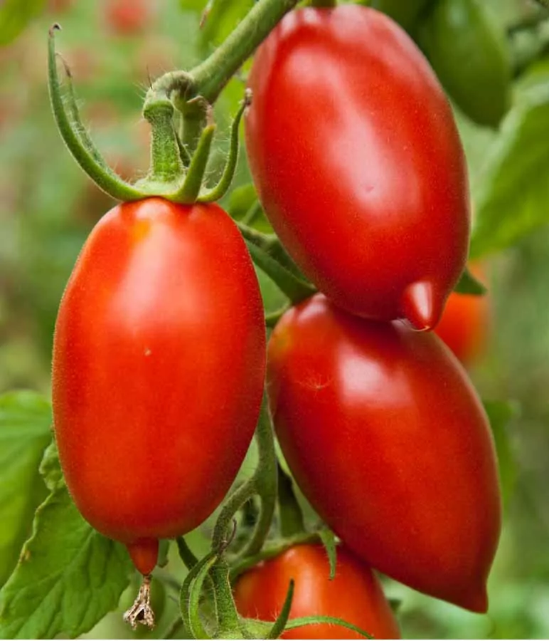 Tomato - Amish Paste