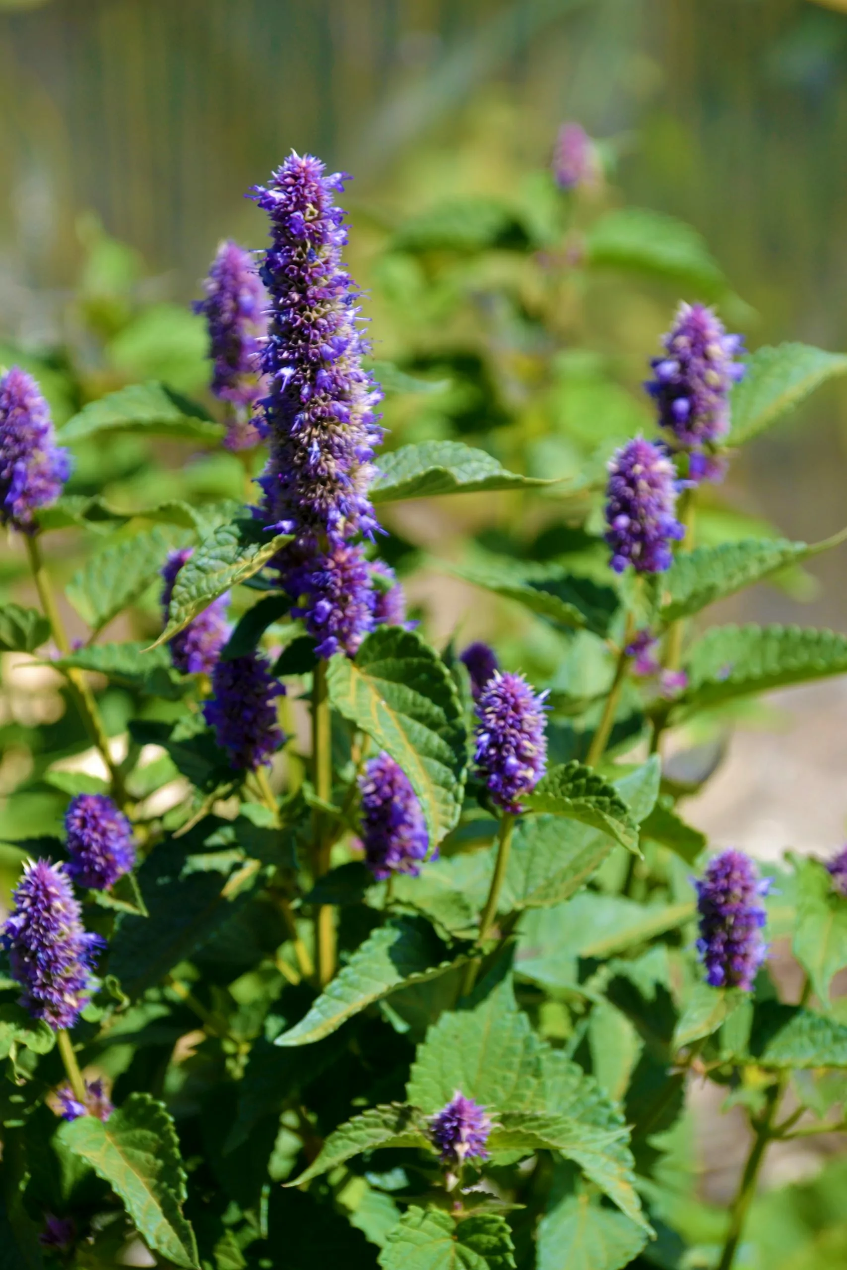 Seed Freaks - Herbs - Anise Hyssop - Image 2