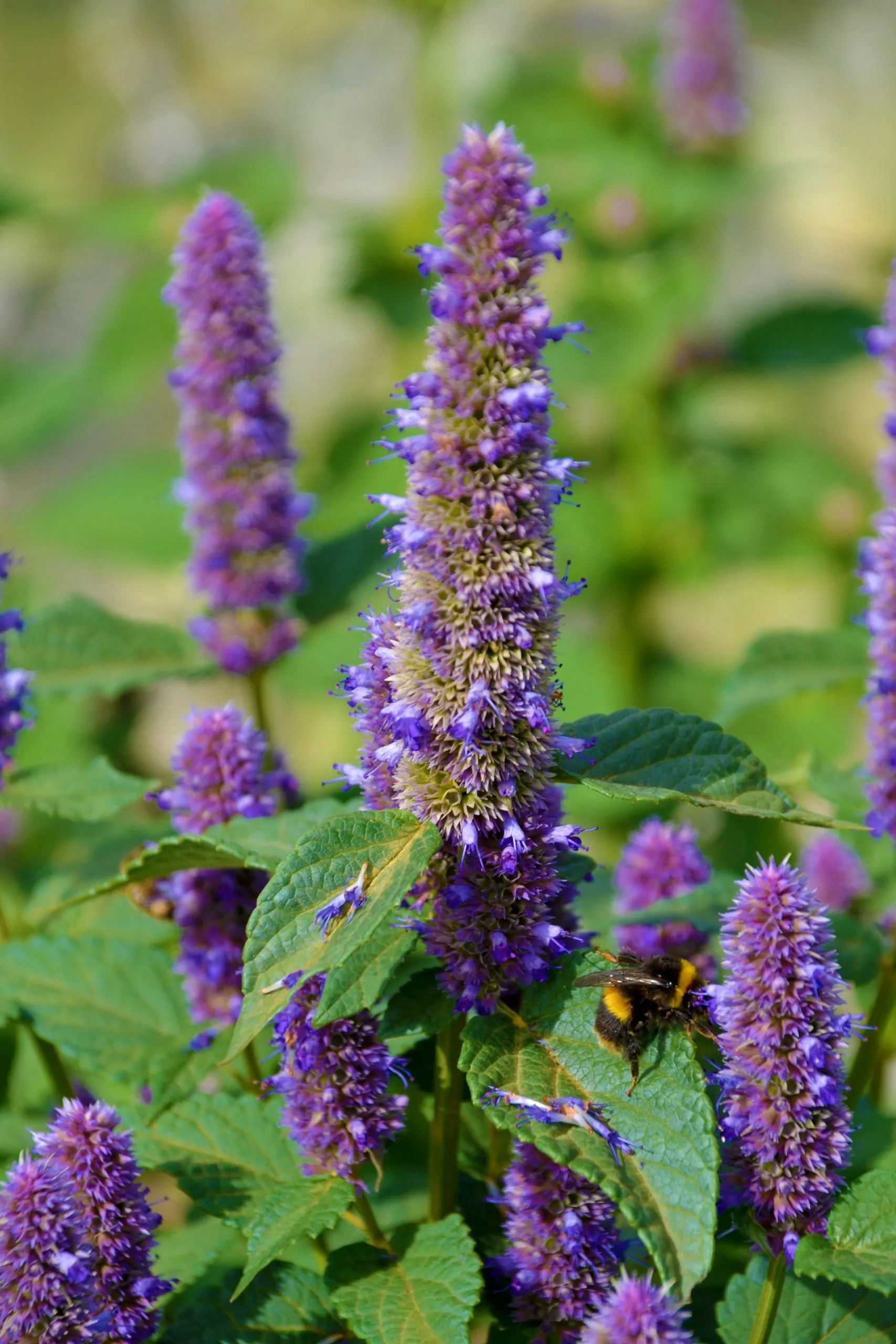 Seed Freaks - Herbs - Anise Hyssop