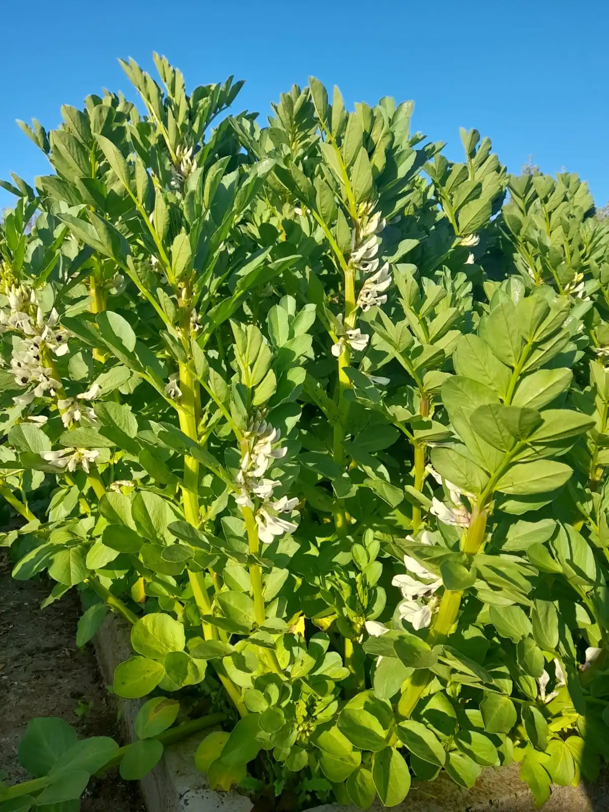 Broad bean - Aquadulce