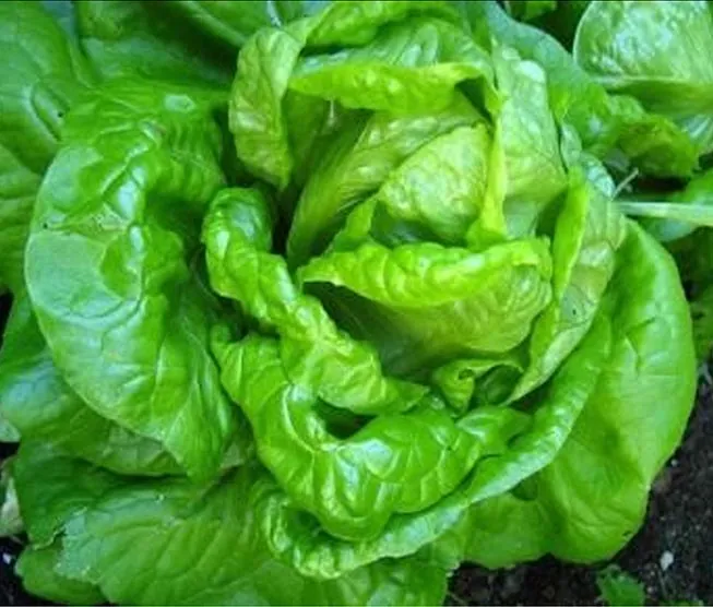 Seed Freaks - LETTUCE - Buttercrunch