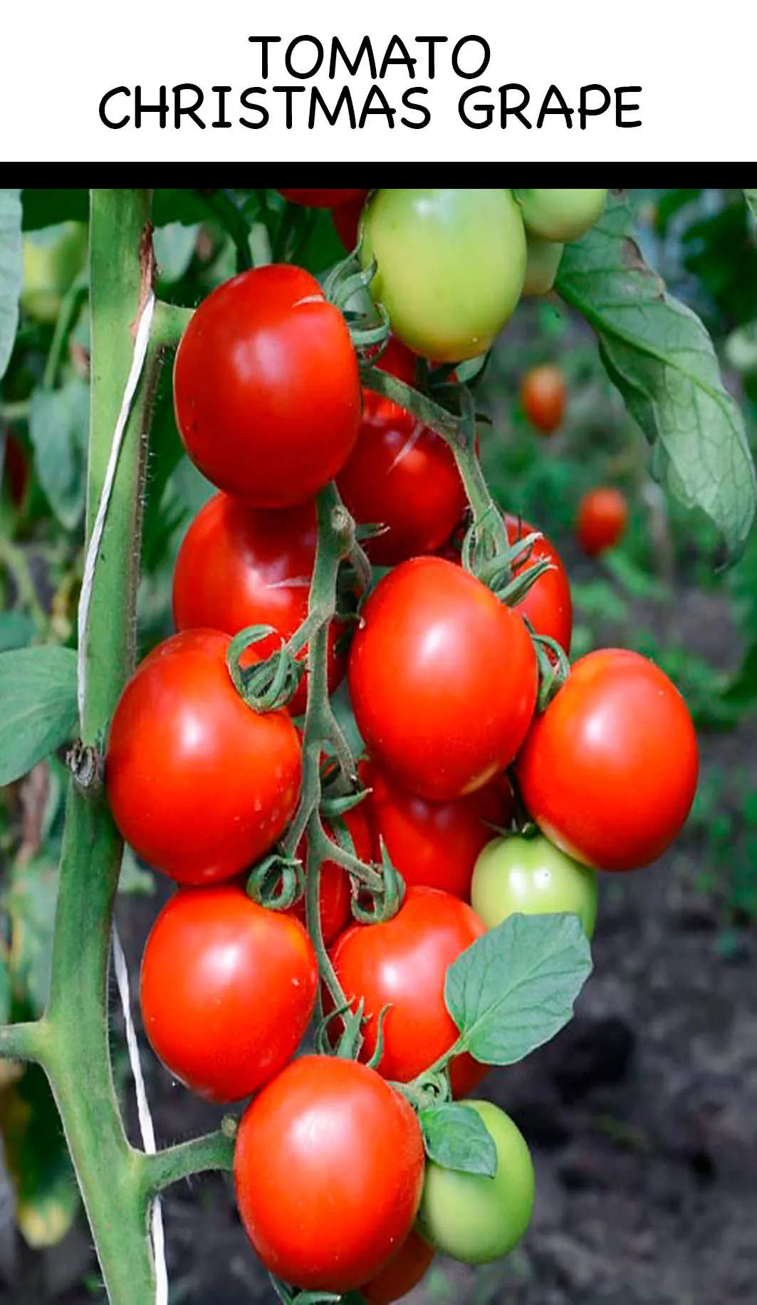 Tomato - Christmas Grape