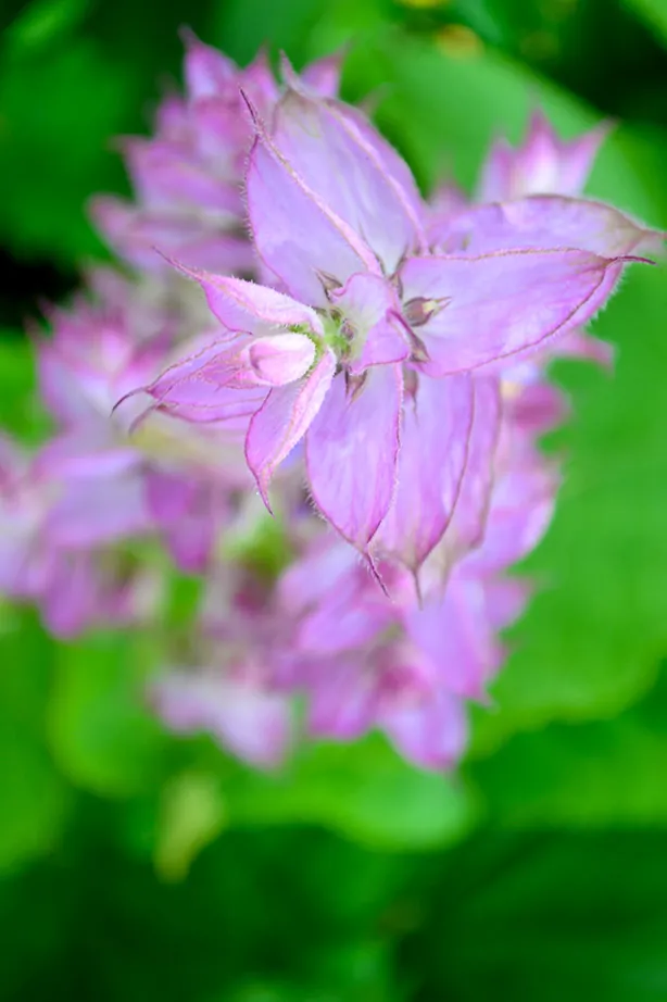 Seed Freaks - Herbs - Clary Sage - approx 35 seeds - Image 3