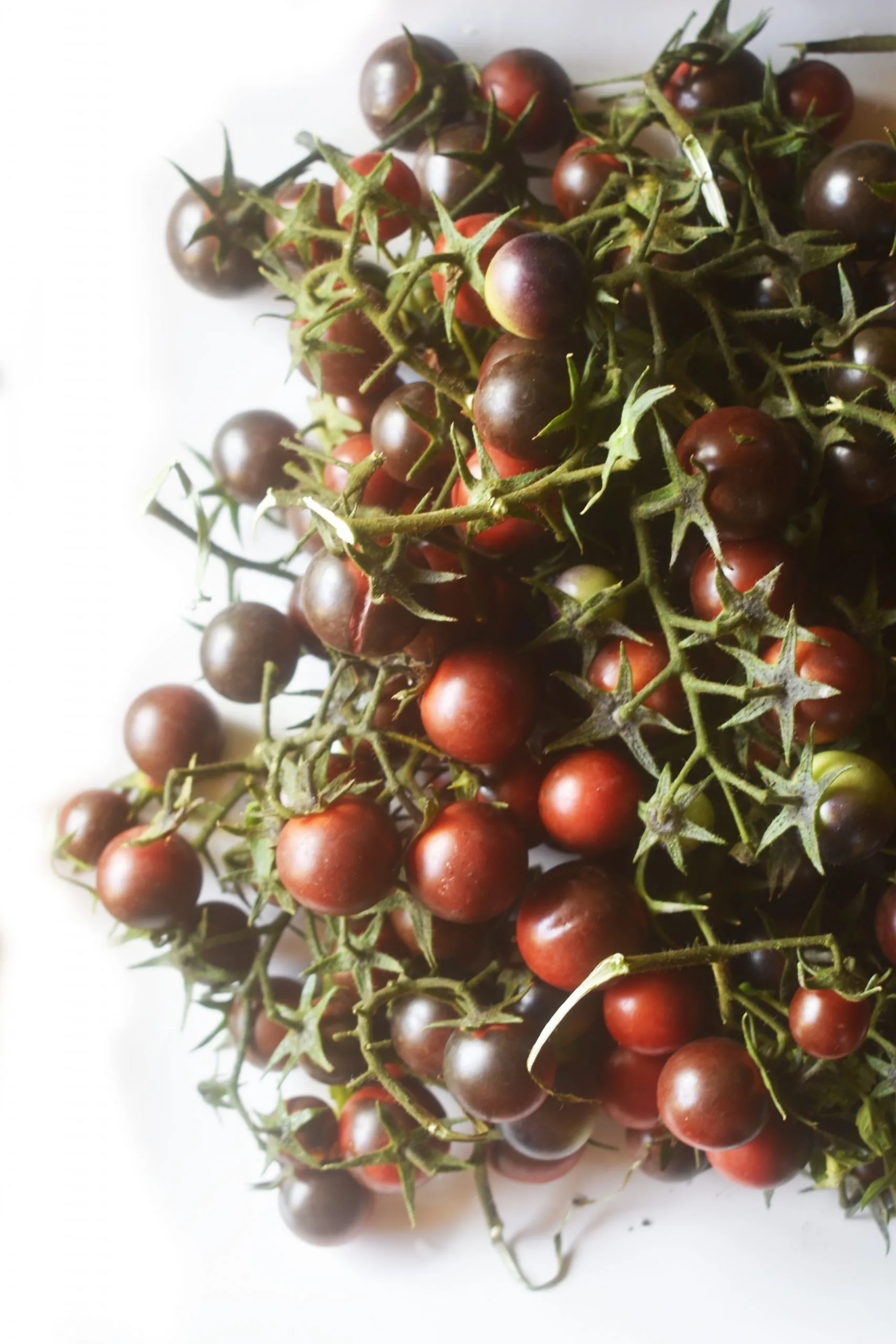 Tomato - Dancing With Smurfs - Image 2