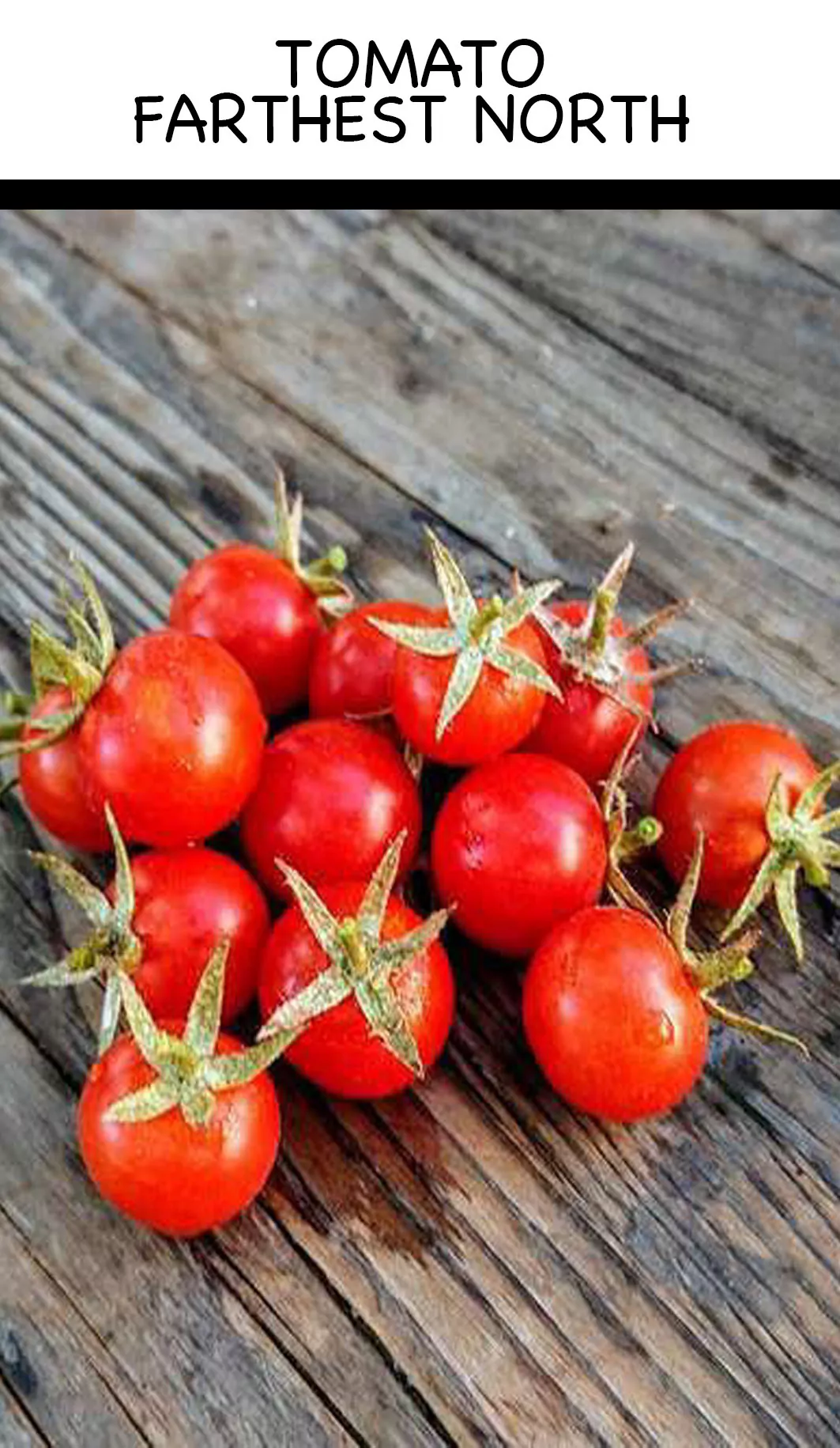 Tomato - Farthest North