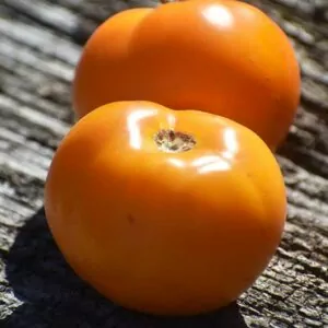 Picture of Seed Freaks Hurma Ukraniain Tomato