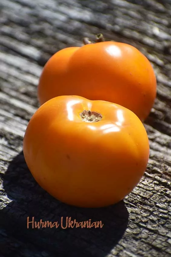 Picture of Seed Freaks Hurma Ukraniain Tomato