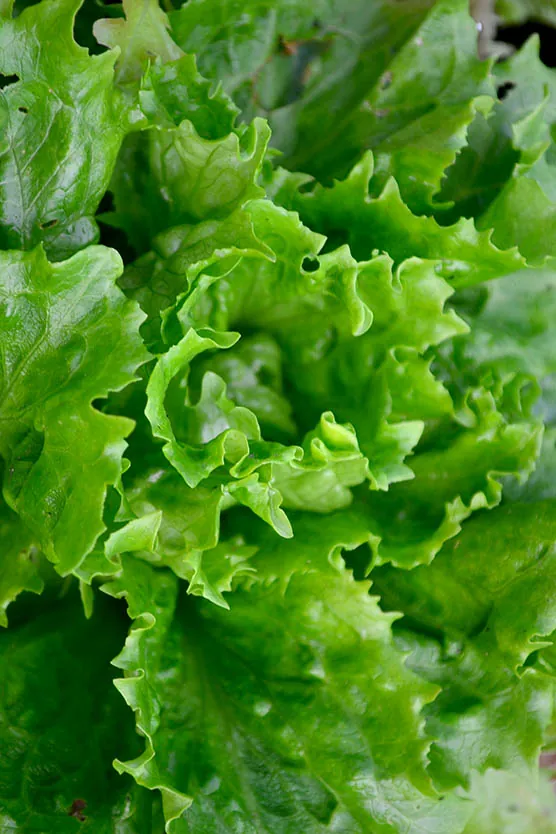 Seed Freaks - LETTUCE - Marvel of Four Seasons - Image 3