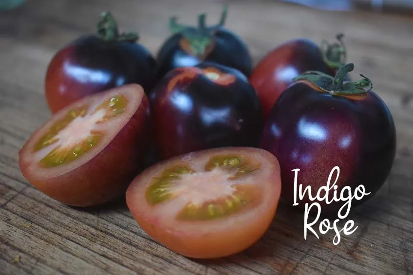 Tomato - Indigo Rose