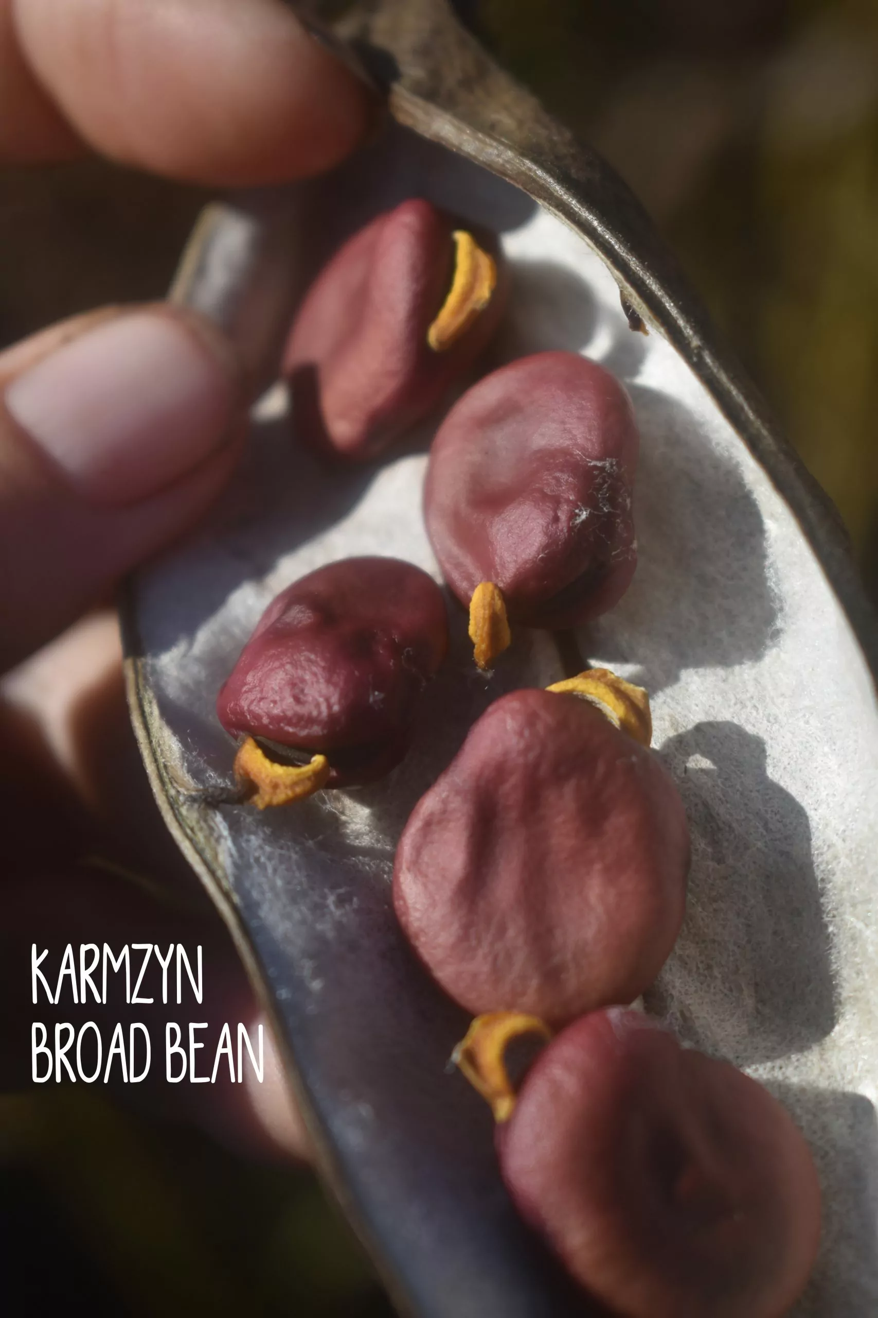 Seed Freaks - Sunflower - Oil Drop - Image 5